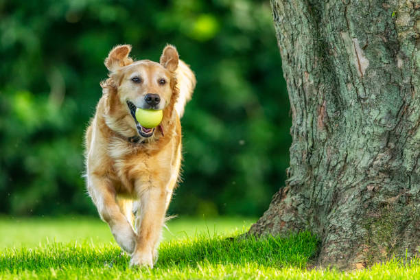 A Golden Retriever running with her ball in yard by a tree – 5 year old A happy cute 5 year old Golden Retriever running with her ball around her grass yard by a tree, playing fetch. dog fetch stock pictures, royalty-free photos & images