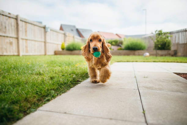 Dog Playing Fetch A front-view shot of a cute fluffy cocker spaniel dog playing in the garden, he is walking across the grass and holding a small ball in his mouth. dog fetch stock pictures, royalty-free photos & images