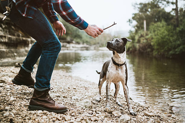 Austin River Adventure With Dog A young adult man explores one of Austin, Texas' many rivers and waterways with his faithful pet dog (Pit bull and Labrador mix). He gets ready to throw a stick for the dog to fetch into the water. The man is dressed in modern style; hipster. Horizontal image. dog fetch stock pictures, royalty-free photos & images