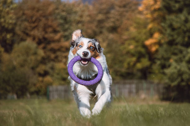 Colourful Australian Shepherd runs around a grassy field and collects his purple disc to play with. Blue merle dog fetching his toy. Expression of enthusiasm and fun Colourful Australian Shepherd runs around a grassy field and collects his purple disc to play with. Blue merle dog fetching his toy. Expression of enthusiasm and fun. dog fetch stock pictures, royalty-free photos & images