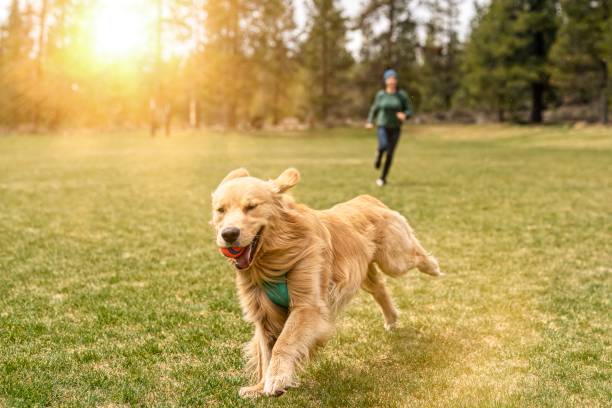 Happy and energetic golden retriever playing chase with owner A cute and energetic golden retriever runs toward the camera with a ball in his mouth. The pet dog's female owner is running behind the dog, playing a happy game of chase. The dog is getting fresh air and exercise at a large dog park in Oregon. Image has sun flair and copy space. dog fetch stock pictures, royalty-free photos & images