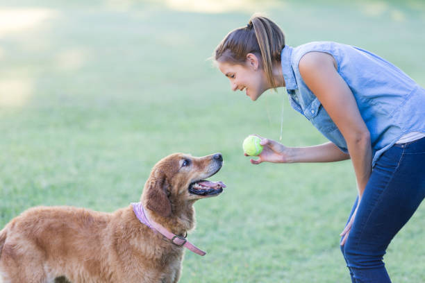 Woman plays with her dog in the park Confident woman prepares to throw a tennis ball to her dog while playing in a dog park. dog fetch stock pictures, royalty-free photos & images