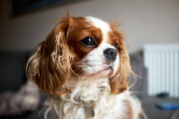 Blenheim Cavalier King Charles Spaniel lap dog. Chestnut and white. Looking away from camera. Close up. Blenheim Cavalier King Charles Spaniel lap dog. Chestnut and white. Looking away from camera. Close up. cavalier king charles spaniel stock pictures, royalty-free photos & images