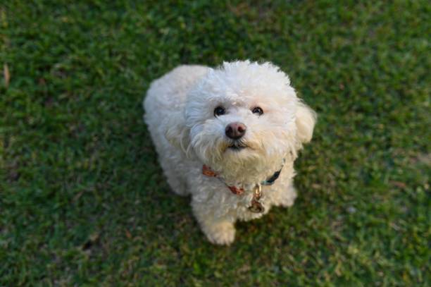 Close-up shot of a white Bichon Frise looking up A close-up shot of a white Bichon Frise looking up bichon frise stock pictures, royalty-free photos & images