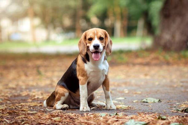 Brown dog beagle sitting on path in autumn natural park location among orange yellow fallen leaves, looking and posing at camera. Summer, autumn time. Extra wide banner and copy space. Brown dog beagle sitting on path in autumn natural park location among orange yellow fallen leaves, looking and posing at camera. Summer, autumn time. Extra wide banner and copy space. beagle stock pictures, royalty-free photos & images
