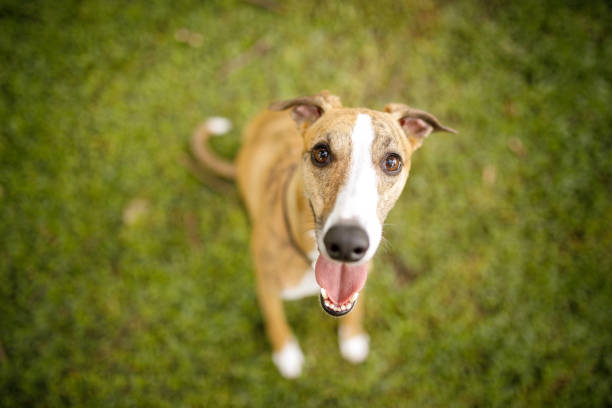 Dog sitting on grass Dog playing on grass. whippet stock pictures, royalty-free photos & images