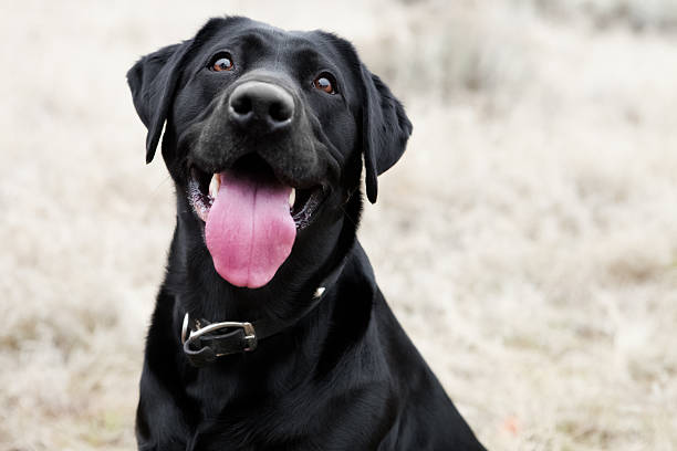 Happy Dog Happy black lab dog with enthusiastic expression and tongue labrador retriever stock pictures, royalty-free photos & images