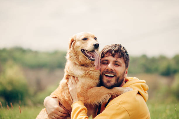 Guy and his dog, golden retriever, nature Serbia, Dog, Men, Pets, Stroking golden retriever stock pictures, royalty-free photos & images