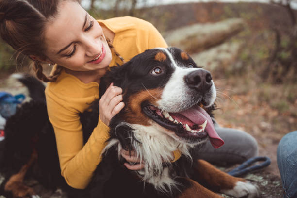 Young woman with dog Young woman with dog bernese mountain dog stock pictures, royalty-free photos & images