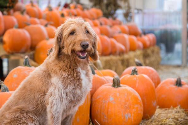 Cute golden labradoodle dog sitting in front of a bunch of pumpkins on a farm. Cute golden labradoodle dog sitting in front of a bunch of pumpkins on a farm dog pumpkin stock pictures, royalty-free photos & images