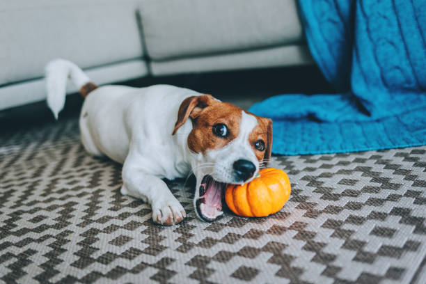 Adorable puppy Jack Russell Terrier with pumpkin lying  near the sofa with blue blanket. Adorable puppy Jack Russell Terrier with pumpkin lying  near the sofa with blue blanket.  Portrait of a little dog. dog pumpkin stock pictures, royalty-free photos & images
