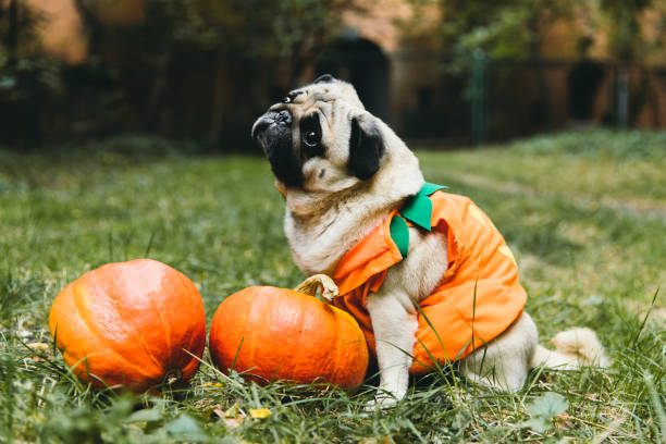A little cute pumpkin dog wish you a Happy Halloween! Small cute beautiful fluffy pug in a pumpkin costume walking in the scary forest near abandoned house and two pumpkins and celebrating Halloween dog pumpkin costume stock pictures, royalty-free photos & images