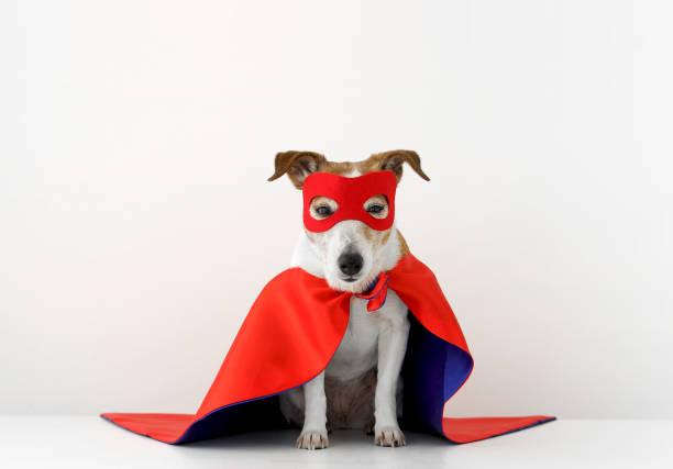 Funny dog in superhero costume Cute little dog in red superhero cape and mask sitting on gray background dog superhero stock pictures, royalty-free photos & images