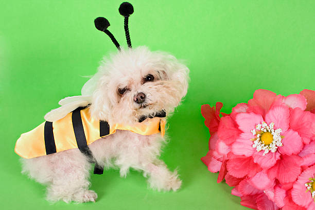 flower and the bee  little french poodle dressed as a bee with a bunch of flowers dog bee costume stock pictures, royalty-free photos & images