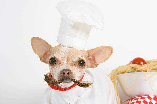 moustache little chihuahua dressed as a chef wearing a chef coat and chef hat and a moustache with a bowl of spaghetti  dog chef costume stock pictures, royalty-free photos & images