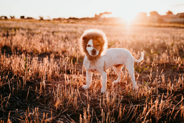 cute small jack russell terrier dog in a yellow field at sunset. Wearing a funny lion king costume on head. Pets outdoors and humor cute small jack russell terrier dog in a yellow field at sunset. Wearing a funny lion king costume on head. Pets outdoors and humor dog lion costume stock pictures, royalty-free photos & images
