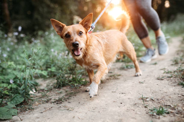 Woman Jogging With Dogs A middle aged women enjoys a morning run on a beautiful sunny day with her pet, the dogs appreciating the time outside. They jog on a forest trail, the setting sun casting an orange glow on the scene. dog energy stock pictures, royalty-free photos & images