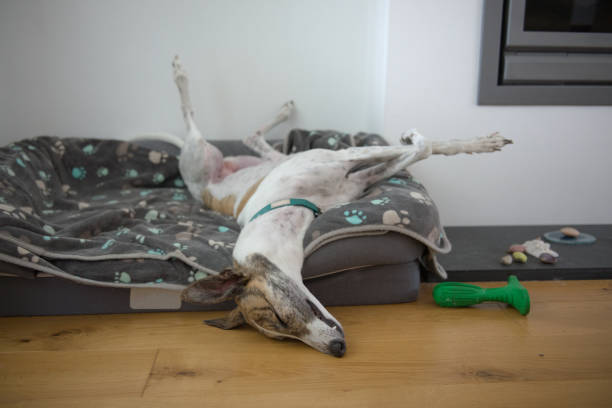 Pet adopted greyhound sleeps in a funny position with legs in the air Fast asleep, this large pet greyhound dog assumes an unusual position, with back legs in the air, front legs crossed, nose on the floor. Comfy dog bed dog sleep stock pictures, royalty-free photos & images