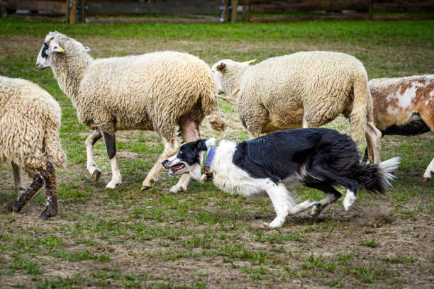 Border collie herding flock of sheep Sheep herding. Border collie is one of the most popular working dog breeds. He is highly valued for his intelligence and commitment to people. border collie sheep stock pictures, royalty-free photos & images