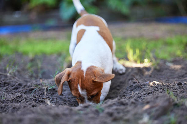 Full length shot of an adorable young Jack Russell digging a hole in the ground outside Looking for treasure jack russel stock pictures, royalty-free photos & images