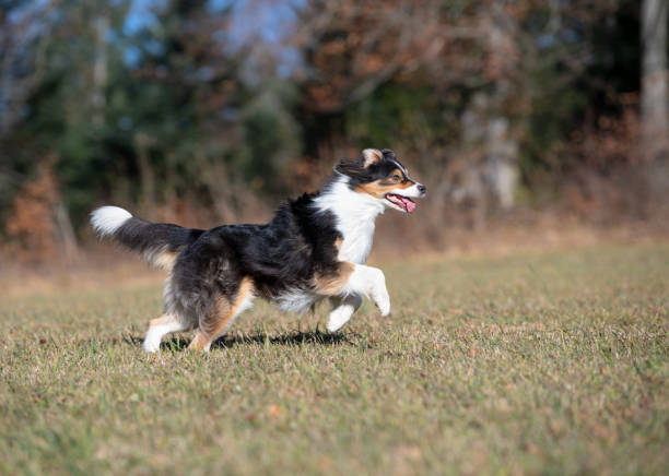 Australian Shepherd in Action - Detailed side Portrait Beautiful female Australian Shepherd in the mid-air running over the meadow. Nikon D850. Converted from RAW. australian shepard stock pictures, royalty-free photos & images