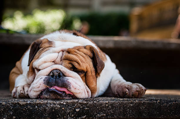 Lazy Bulldog Puppy Portrait of a lazy bulldog puppy laid down and showing his tongue. bull dog stock pictures, royalty-free photos & images