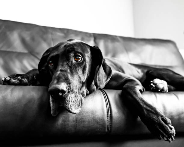 Great Dane lies on his favorite couch A Great Dane lies on his favorite couch great dane couch stock pictures, royalty-free photos & images