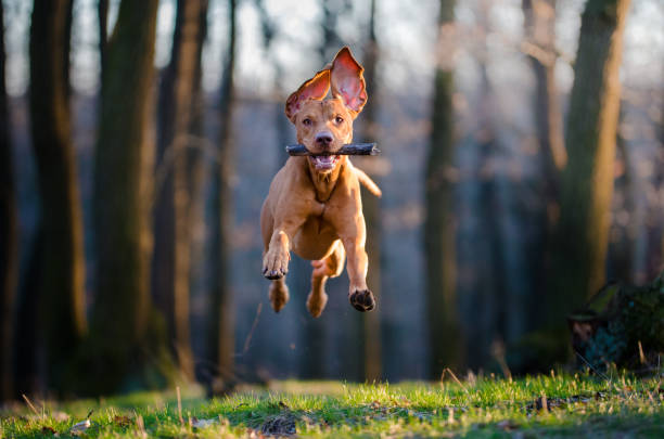 Hungarian pointer hound dog photo of flaying hungarian pointer hound dog dog energy stock pictures, royalty-free photos & images