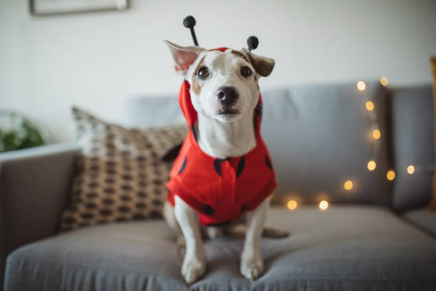 Halloween dog Dog celebrating Halloween at home, dog is wearing costumes and enjoy in holiday. dog halloween stock pictures, royalty-free photos & images
