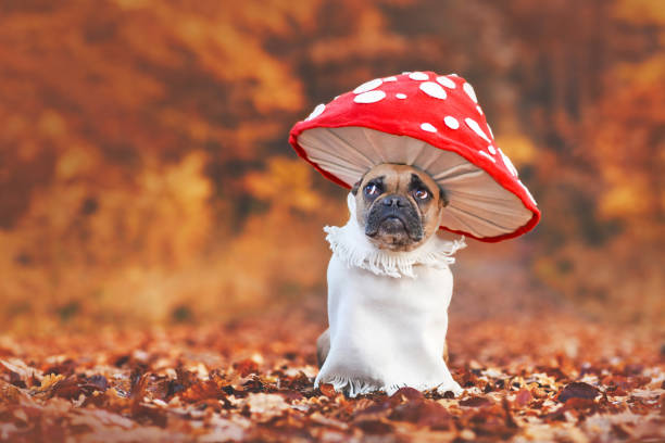 Fly agaric mushroom dog costume Funny French Bulldog dog in unique fly agaric mushroom costume standing in orange autumn forest with copy space dog halloween stock pictures, royalty-free photos & images