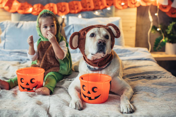 Halloween Little boy and his dog in costumes on bed celebrating halloween dog halloween stock pictures, royalty-free photos & images
