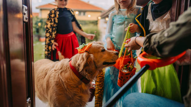 Trick or treat? Costumed dog on a trick or treating adventure with kids dog halloween candy stock pictures, royalty-free photos & images