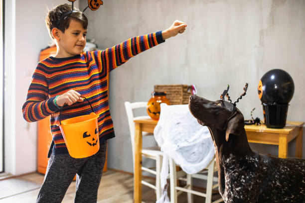 You get a treat too, buddy! A beautiful dog is waiting for his boy owner to give him a Halloween treat dog halloween candy stock pictures, royalty-free photos & images