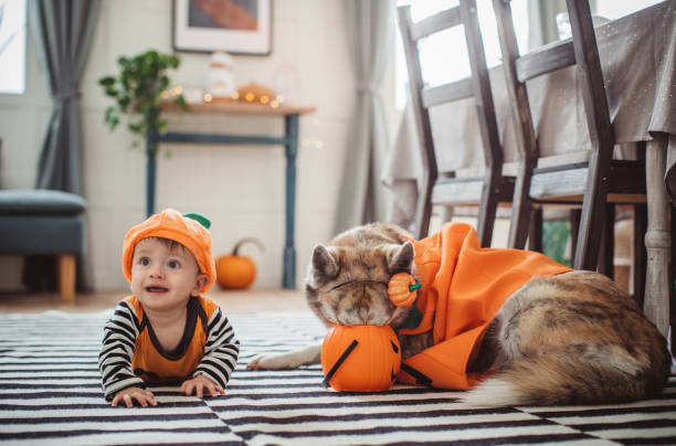 Baby crawling on Halloween Baby boy in pumpkin costume at home for Halloween, he crawling on floor, his dog in costume is with him too dog halloween candy stock pictures, royalty-free photos & images