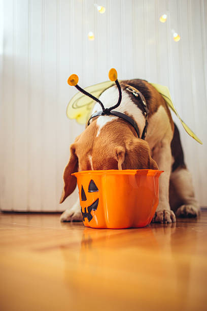 Oh those Halloween candy Cute little dog dressed in a bee costume for Halloween night, eating some candy of a Jack O'Lantern basket dog halloween candy stock pictures, royalty-free photos & images