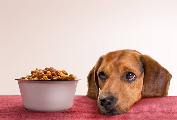 waiting young beagle waits for food...has been blurred some so focus is on eyes and actual dog food. dog looking nervous food stock pictures, royalty-free photos & images