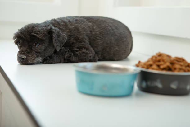 No appetiite Sick Black mixed small dog laying beside his food bowls dog looking nervous food stock pictures, royalty-free photos & images