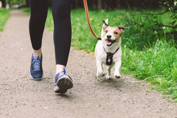 Woman running with dog to workout during morning walk Jack Russell Terrier dog on leash running with owner dog training stock pictures, royalty-free photos & images