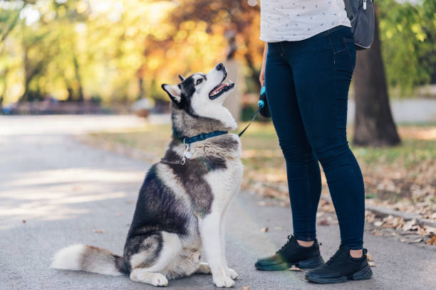 Siberian husky with his owner in the park Side view image of beautiful male Siberian husky in the park dog training stock pictures, royalty-free photos & images