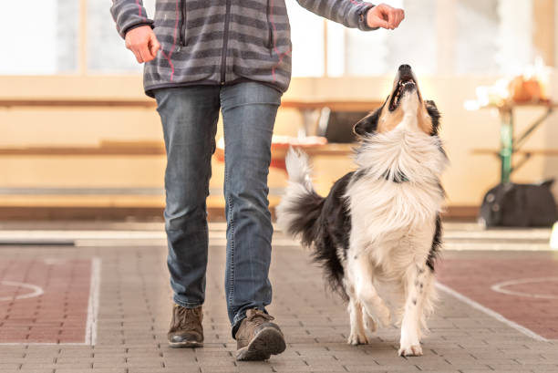 Good attentive Border Collie dog works together with his owner. attentive Border Collie dog works together with his owner. dog training stock pictures, royalty-free photos & images