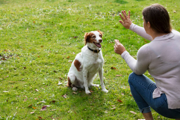 Obedient dog, sitting and staying for a treat Cropped view of a woman holding up a dog treat and giving a hand signal to her English Springer Spaniel to stay in the sitting position. dog training stock pictures, royalty-free photos & images