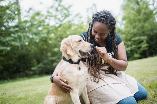 Woman Training Her Pet Golden Retriever An African American woman in her mid 20s trains her puppy, a handsome male golden retriever.   They sit on green grass in a city park. Shot in Tacoma, Washington, USA. dog training stock pictures, royalty-free photos & images