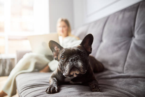Dog staring into camera while lying in bed Face of black French bulldog watching ahead while resting on sofa with his master using laptop in background dog condo stock pictures, royalty-free photos & images