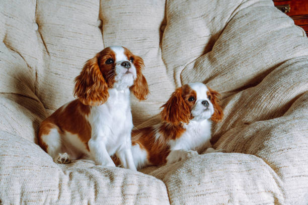 Couple of reddish Cavalier King Charles Spaniel dogs relax on soft armchair. Fiends watch attractive things in front. Portrait of reddish white Cavalier King Charles Spaniel dogs relaxing on large and soft armchair. Puppies friends watching attractive things in front while resting on comfortable furniture. spaniel condo stock pictures, royalty-free photos & images