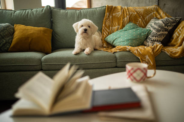 Maltese dog on a sofa in the living room of an apartment Maltese dog on a sofa in the living room of an apartment bichon condo stock pictures, royalty-free photos & images