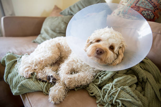 Recovering from operation 11 month old cockapoo puppy sits on a couch on top of a blanket with a cone around his neck to prevent him from licking his stitches and recovering from his surgery dog neuter stock pictures, royalty-free photos & images