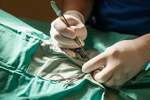 Surgeon Hands With Scalpel During Surgery A veterinary surgeon holds a scalpel just prior to the first incision during a surgical procedure. dog neuter stock pictures, royalty-free photos & images