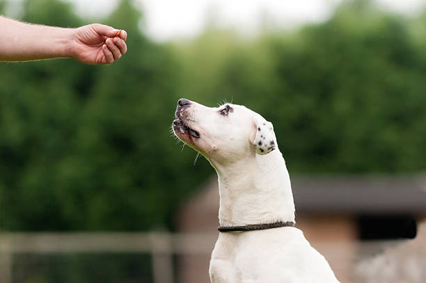 Sit to Attention! Close up of dog waiting patiently to be rewarded with a treat from an out stretched hand.. dog  training stock pictures, royalty-free photos & images