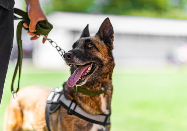 Malinois dog Malinois dog dog  training stock pictures, royalty-free photos & images