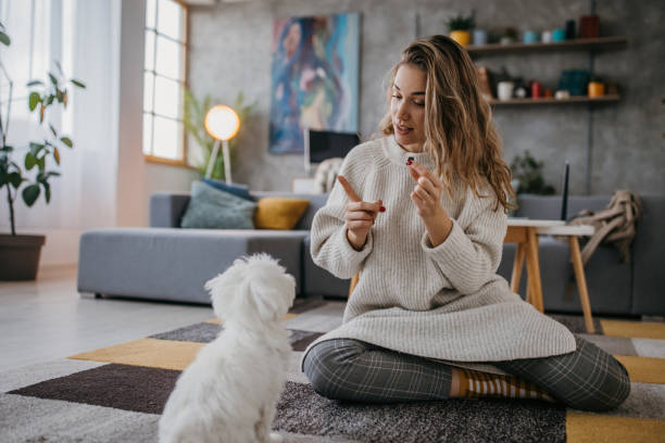 Woman training her dog obedience Young woman sitting on the floor, she is training obedience her Maltese pet dog at home. dog  training stock pictures, royalty-free photos & images